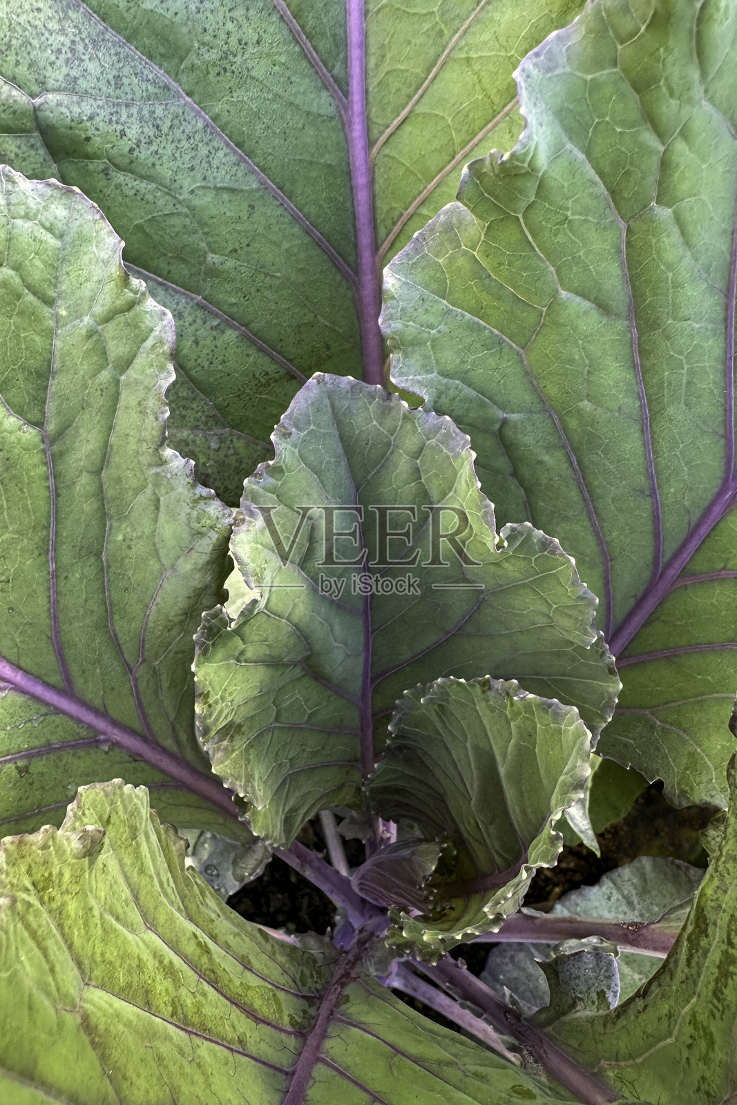 羽衣甘蓝照片摄影图片