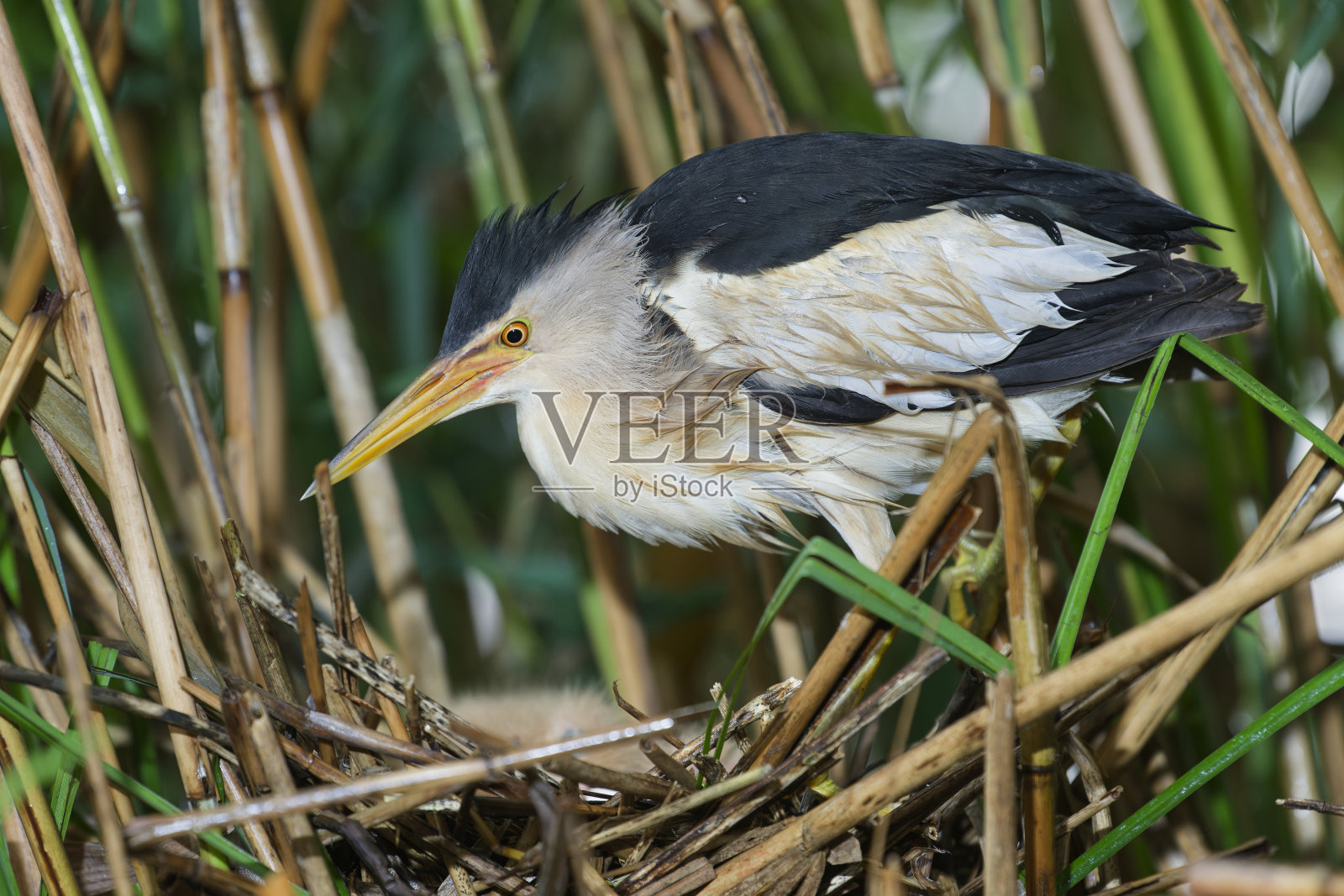 巢中的雄性小麻鸦照片摄影图片