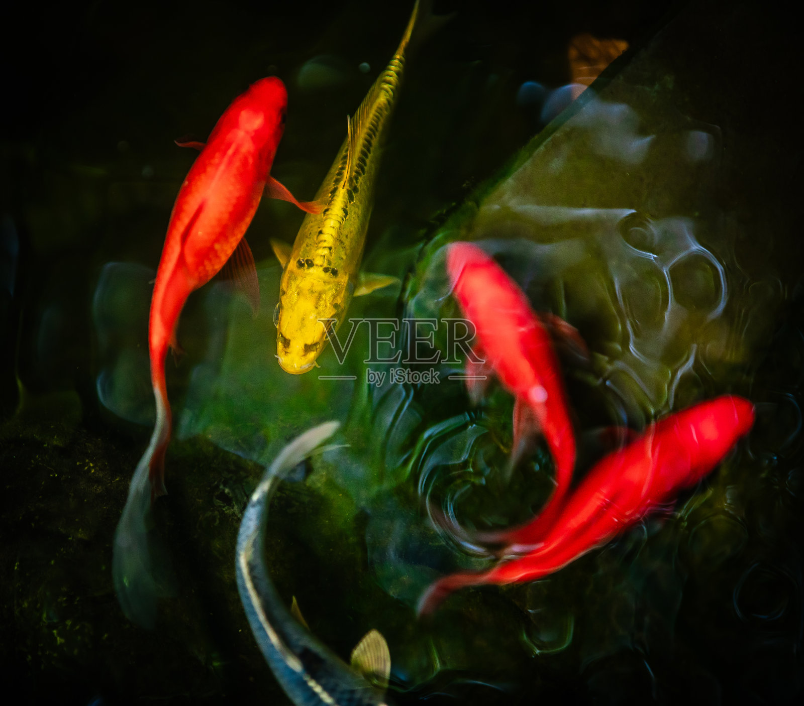 金鱼和锦鲤照片摄影图片