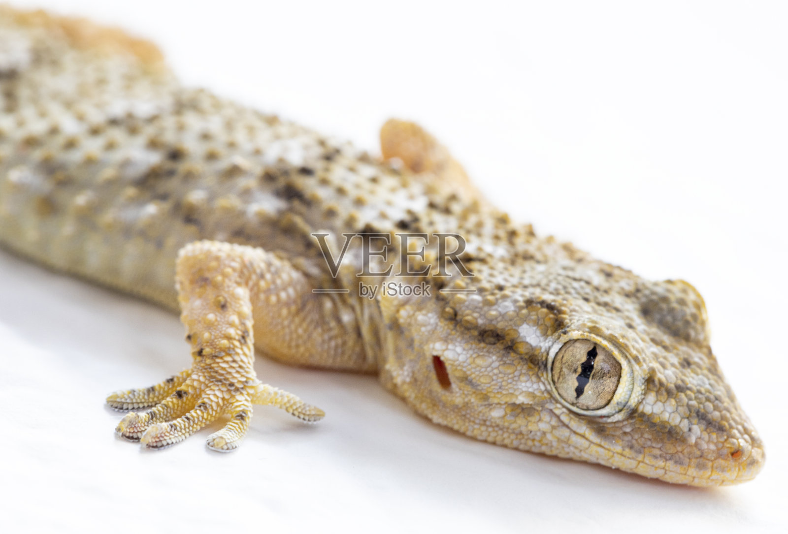 塔伦托拉毛里塔尼亚微距拍摄照片摄影图片