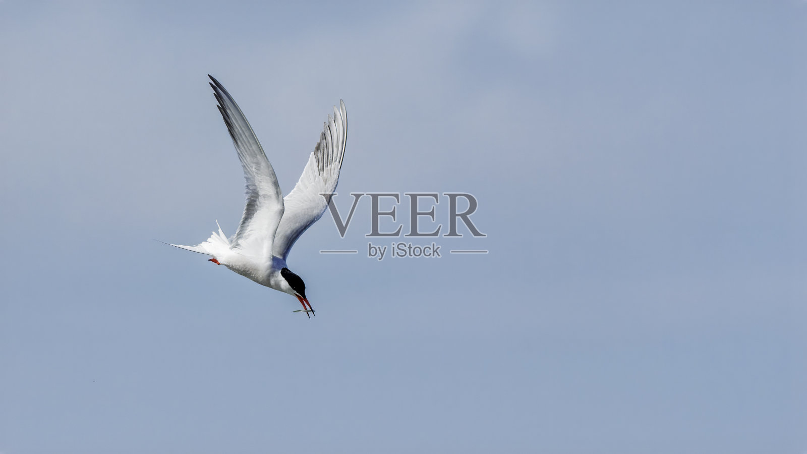 在海上捕鱼的普通燕鸥(Sterna hirundo)照片摄影图片