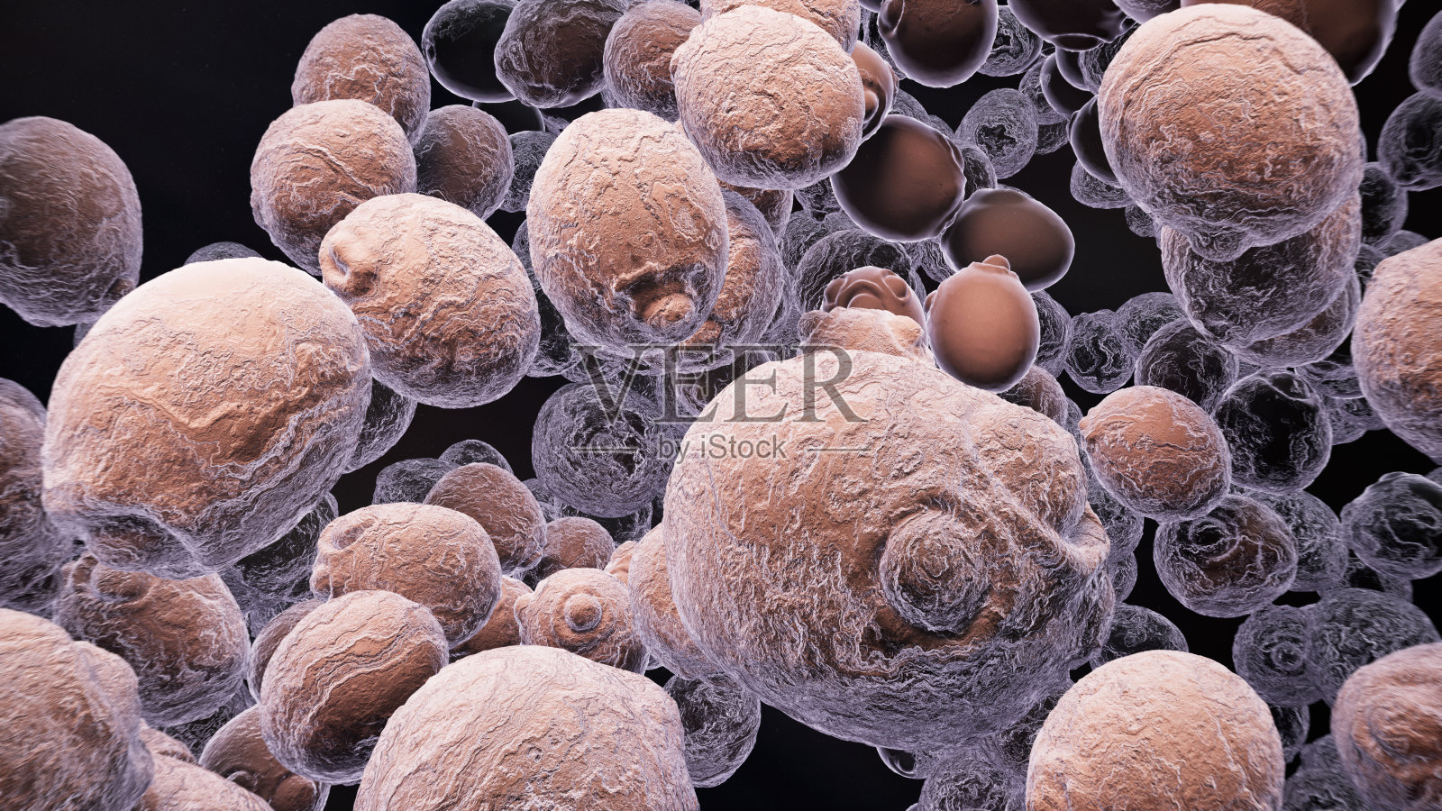 酵母细胞照片摄影图片