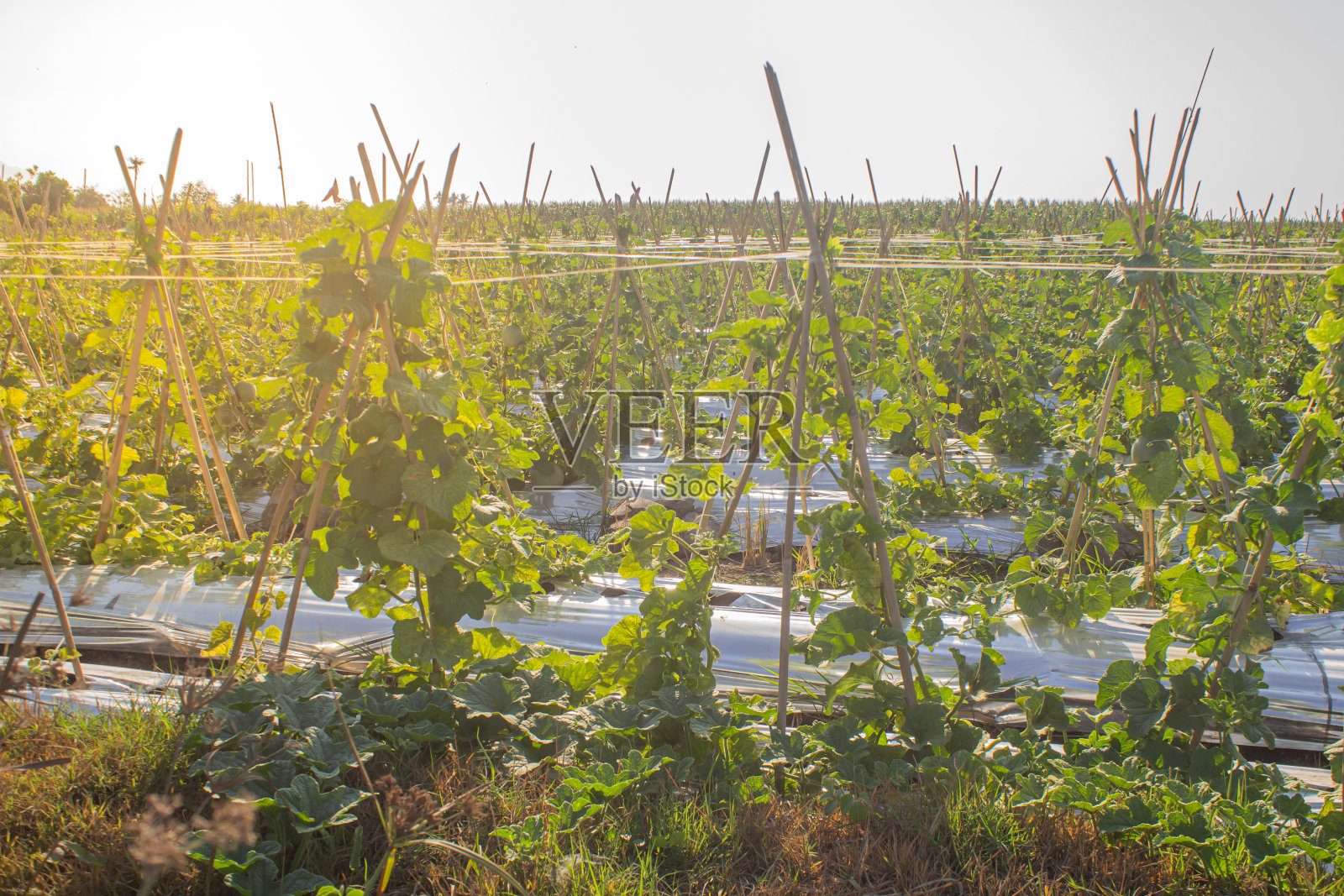 瓜园还很小，还没有结果照片摄影图片