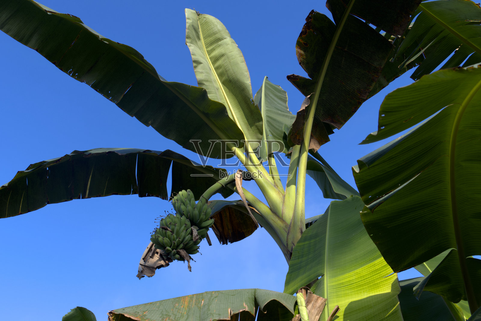 在蓝天的背景下，香蕉树或沙巴香蕉正在结出果实照片摄影图片