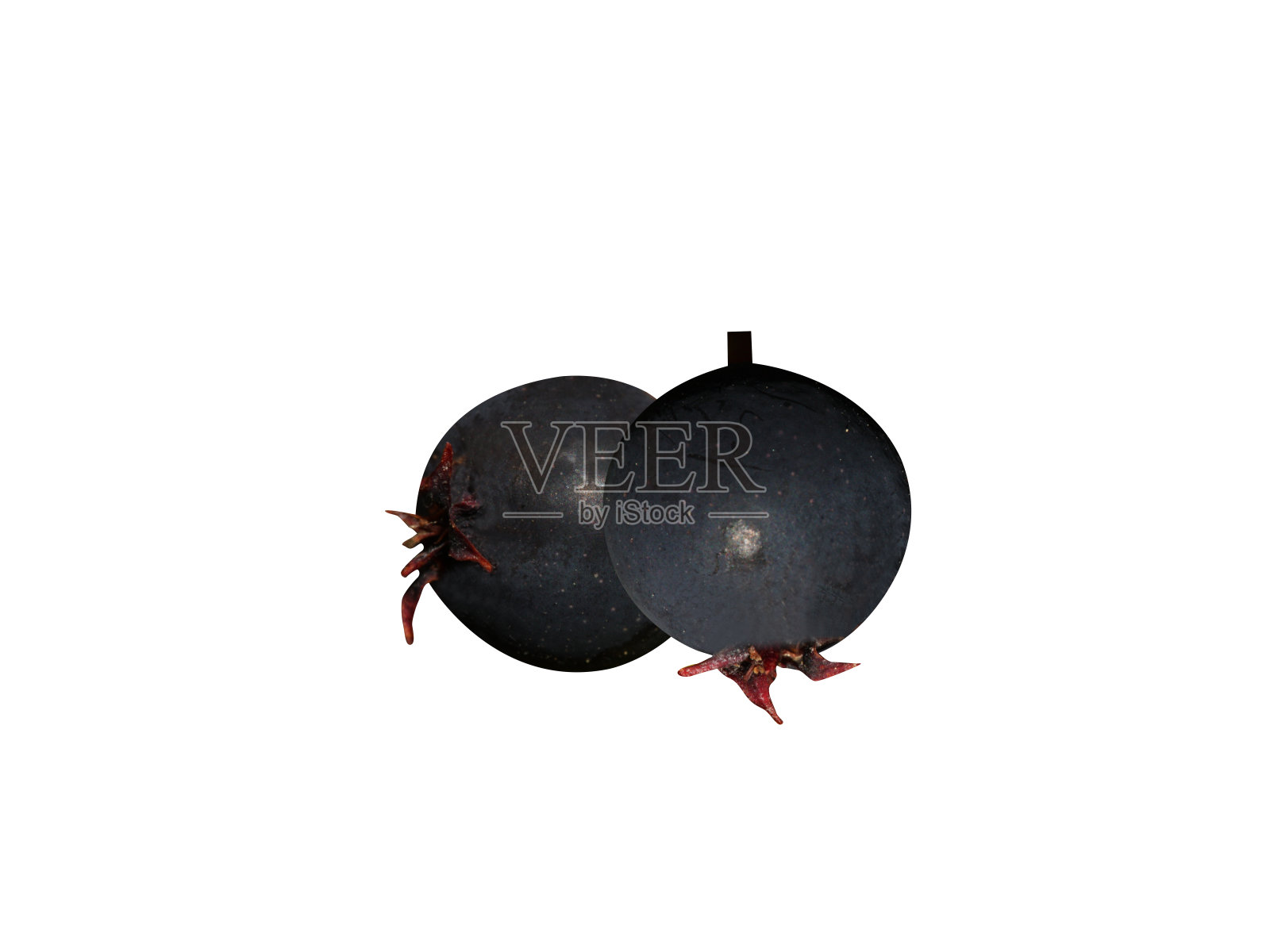 萨斯卡通浆果或Amelanchier alifiolia照片摄影图片