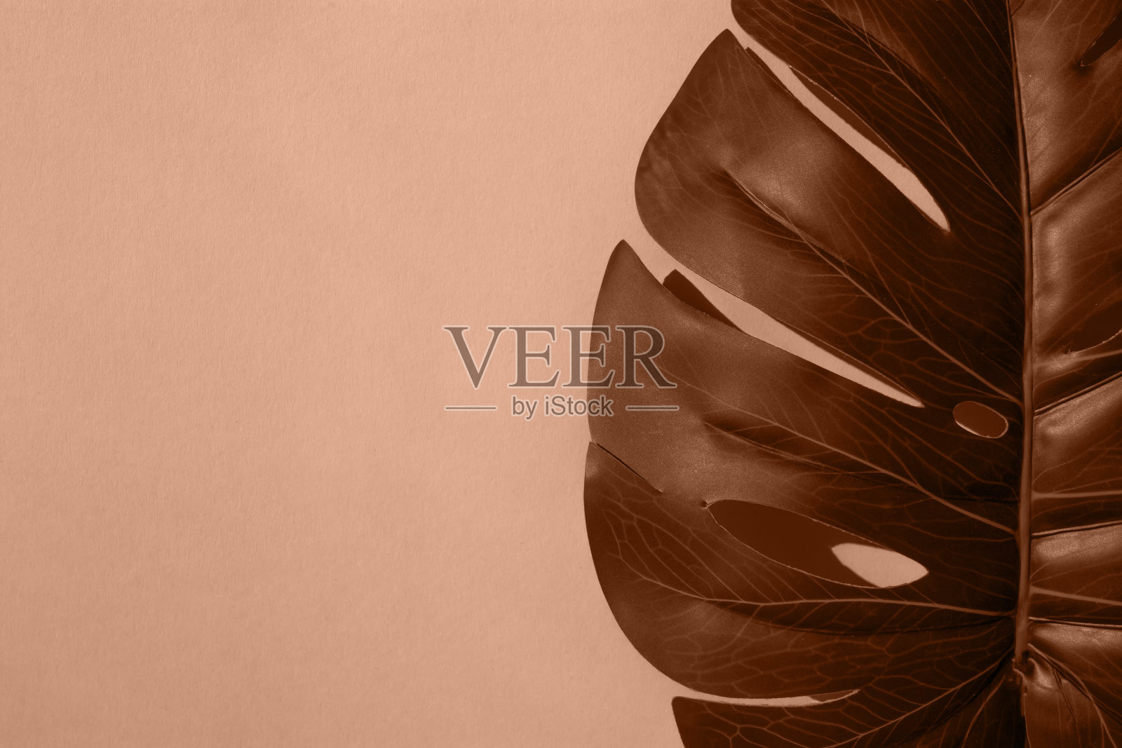 怪物叶子在坚实的背景上。平铺，放文字的地方。2024年的流行色——桃红色。照片摄影图片