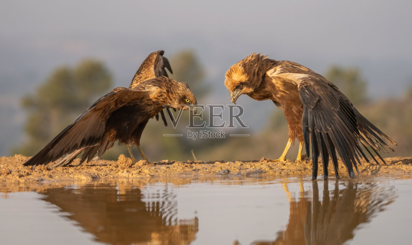 沼泽里的鹞子在地面上战斗照片摄影图片