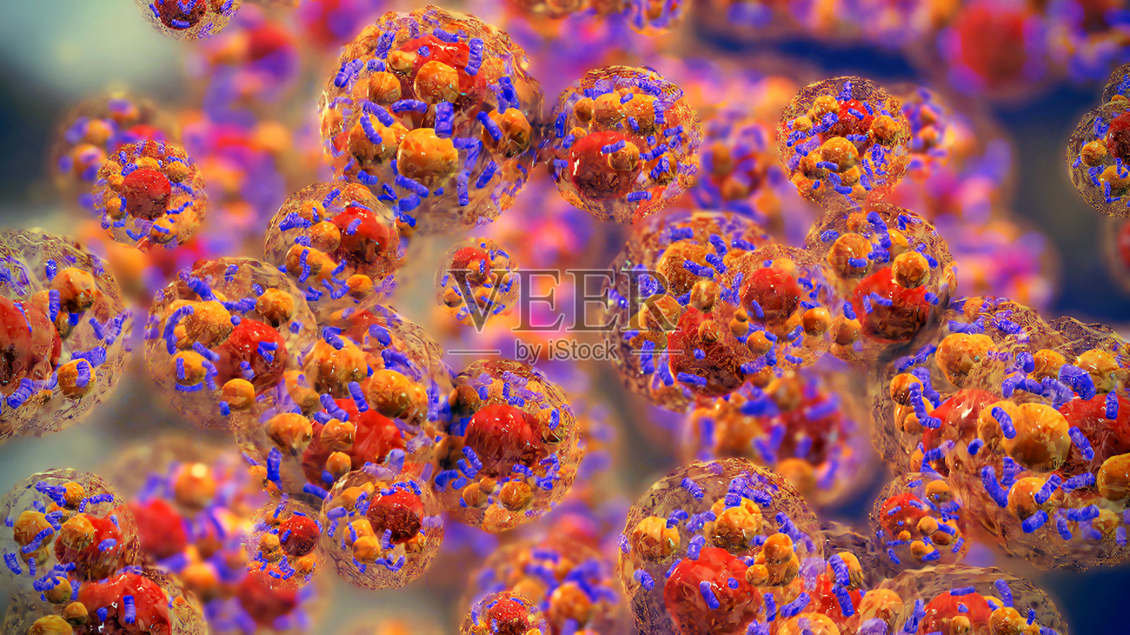 棕色脂肪细胞。照片摄影图片