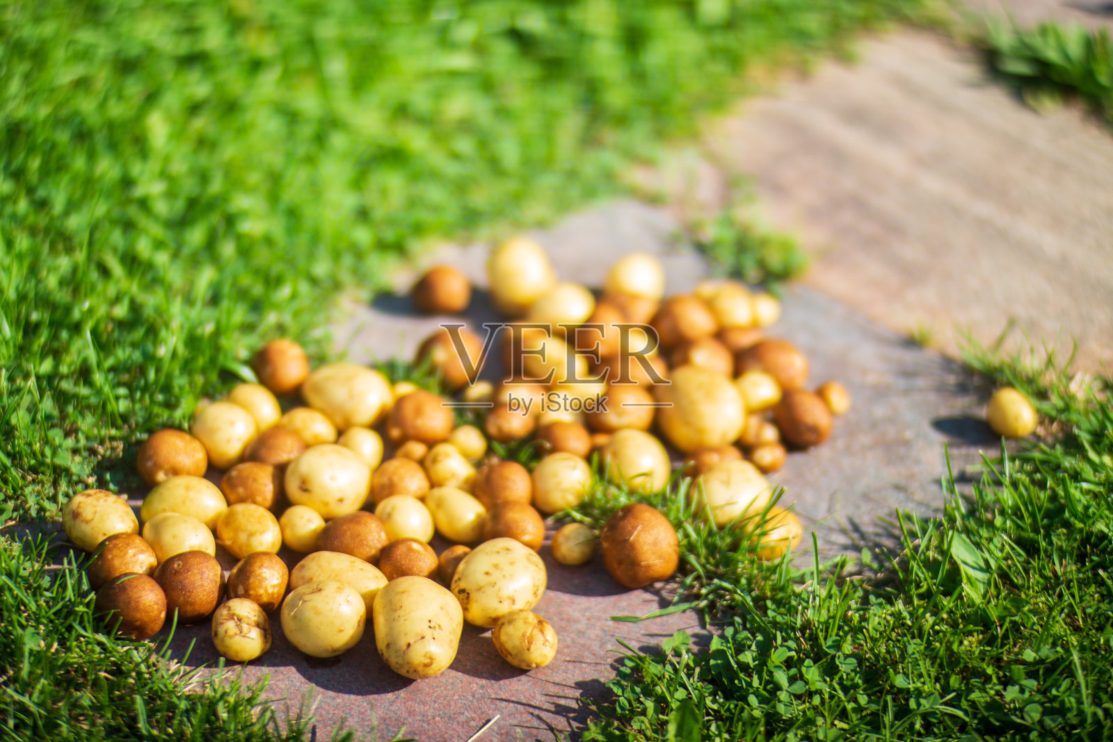 透明杯子装新鲜的热红茶。美丽的绿色背景，大自然在清晨与温暖的阳光。照片摄影图片