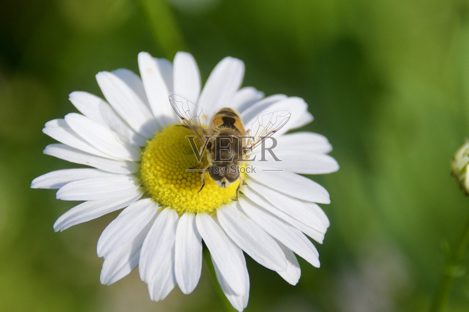 盛开的花朵上的野蜜蜂照片摄影图片