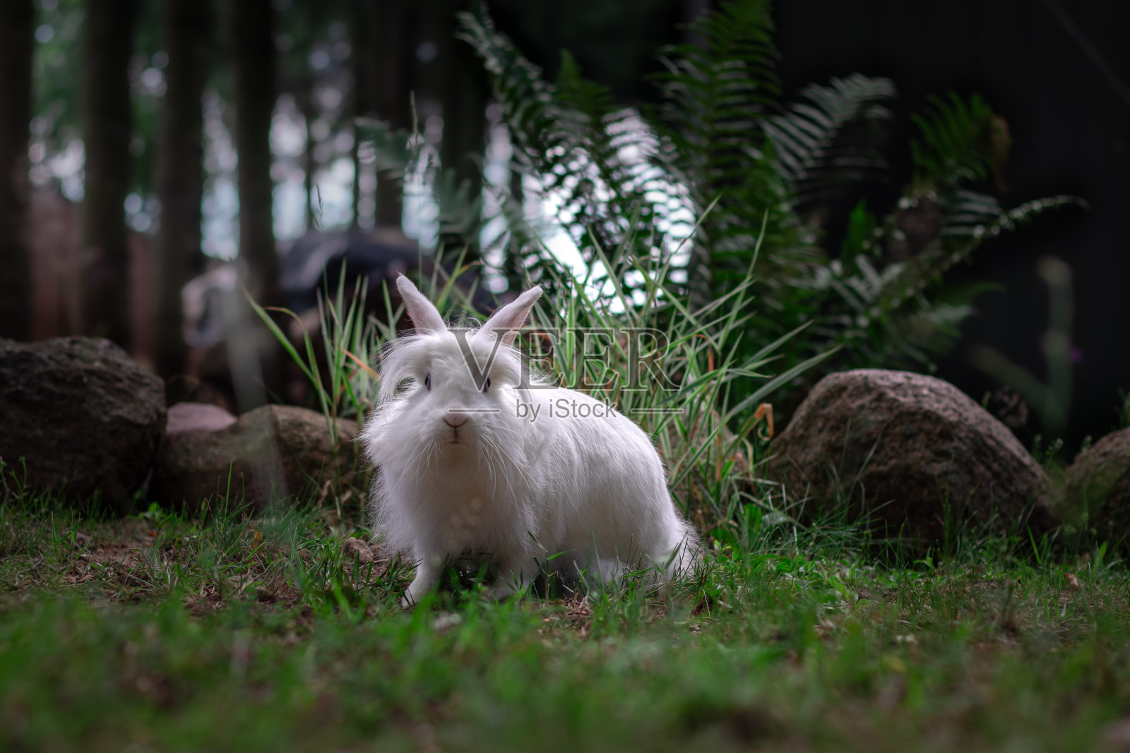森林里的白兔照片摄影图片