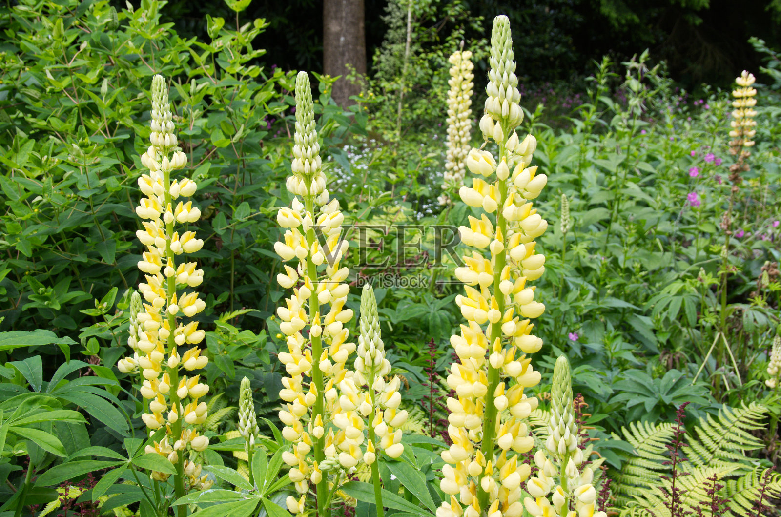 黄苹花照片摄影图片