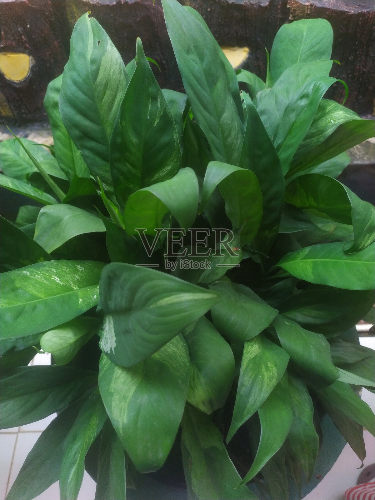 Aglonema叶照片摄影图片