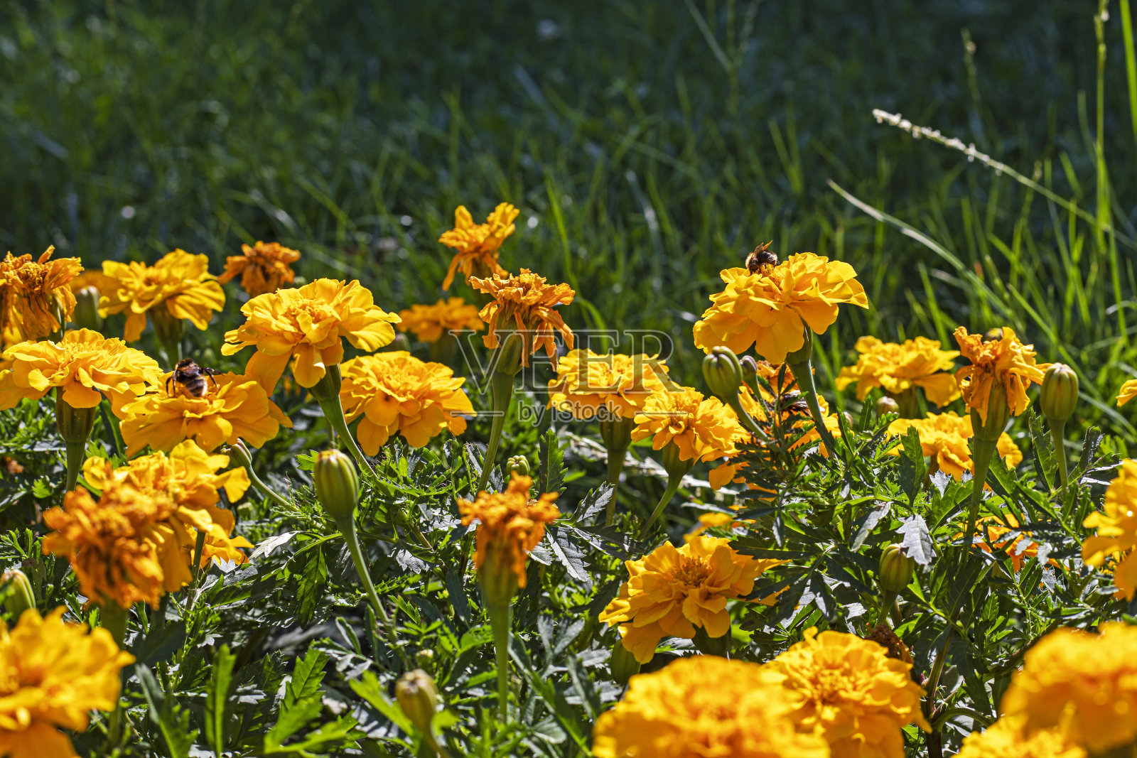 黄色药用花卉的自然背景。顺势疗法和花草种植照片摄影图片