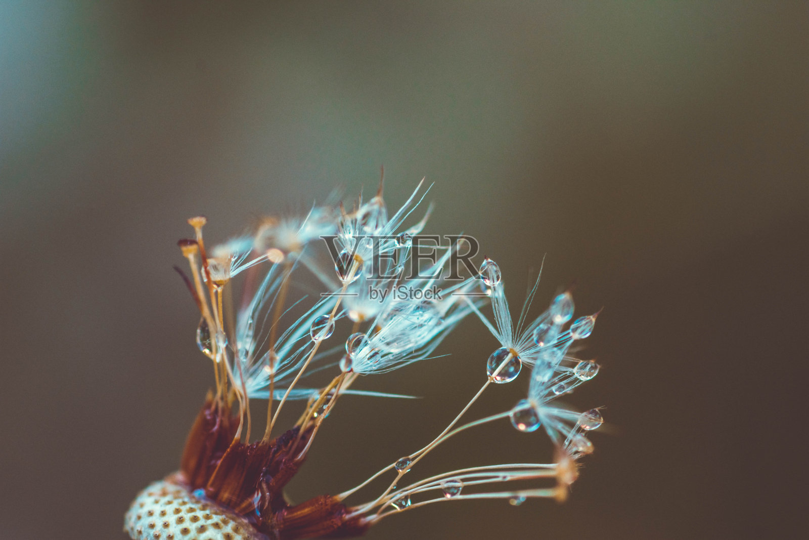 蒲公英种子与天空背景上的水滴照片摄影图片