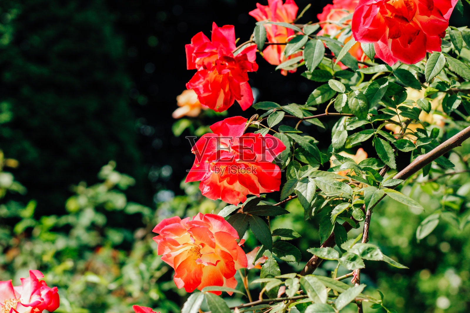 灌木黄色和红色的玫瑰花瓣在植物园的特写，玫瑰的背景照片摄影图片