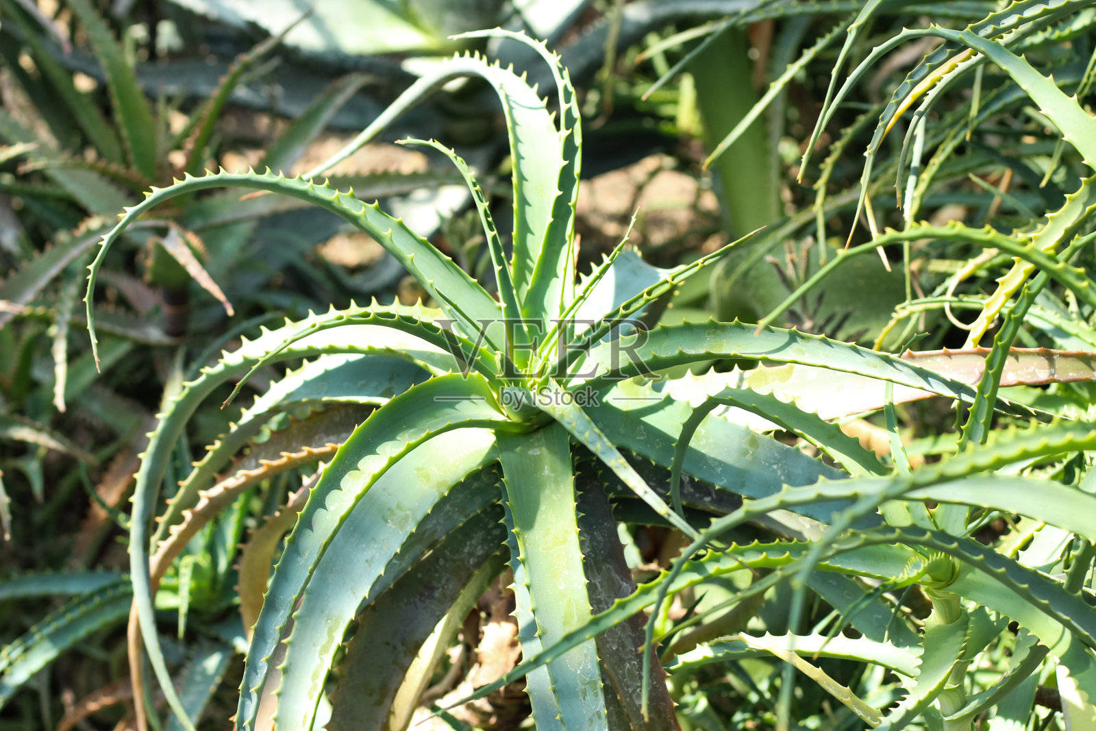 沙漠中的芦荟植物特写照片摄影图片