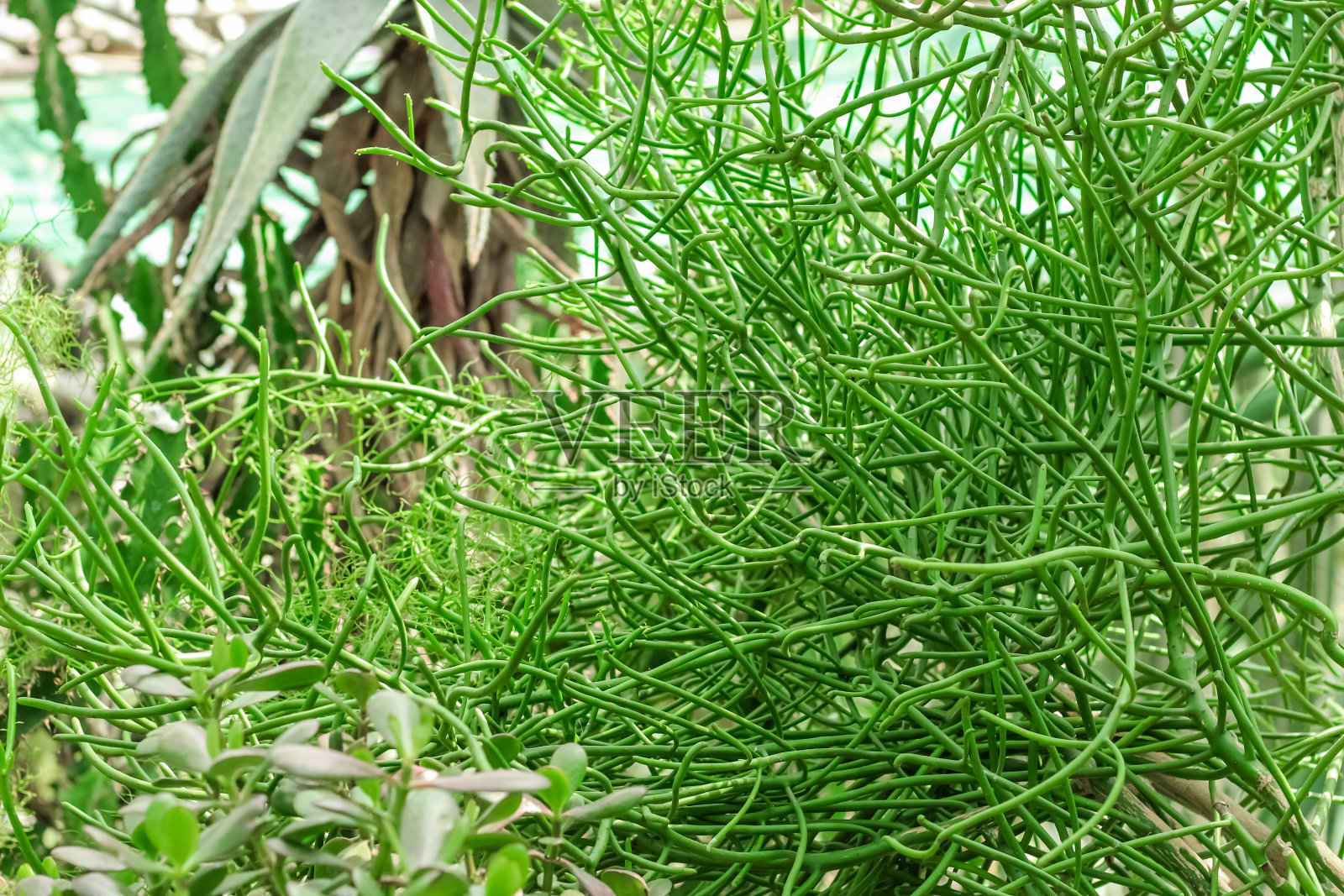 沙漠中的大戟植物特写照片摄影图片