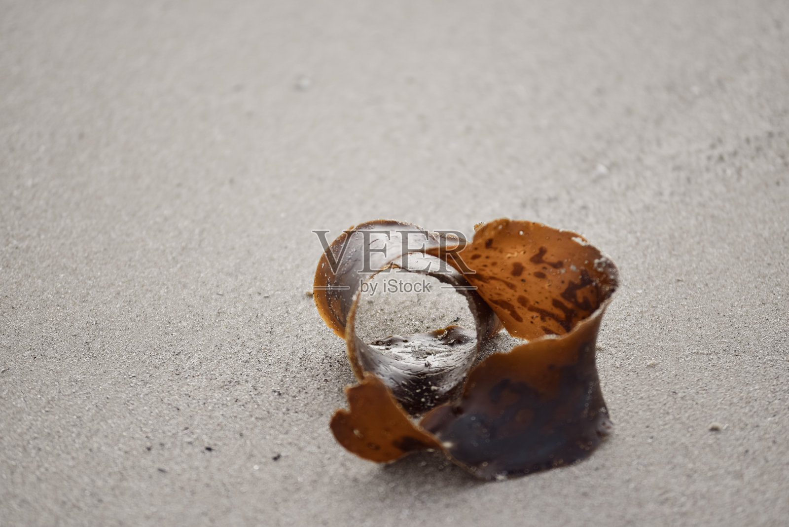 海滩上被冲上岸的海藻特写照片摄影图片