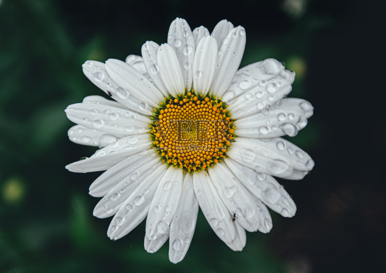 雏菊花照片摄影图片