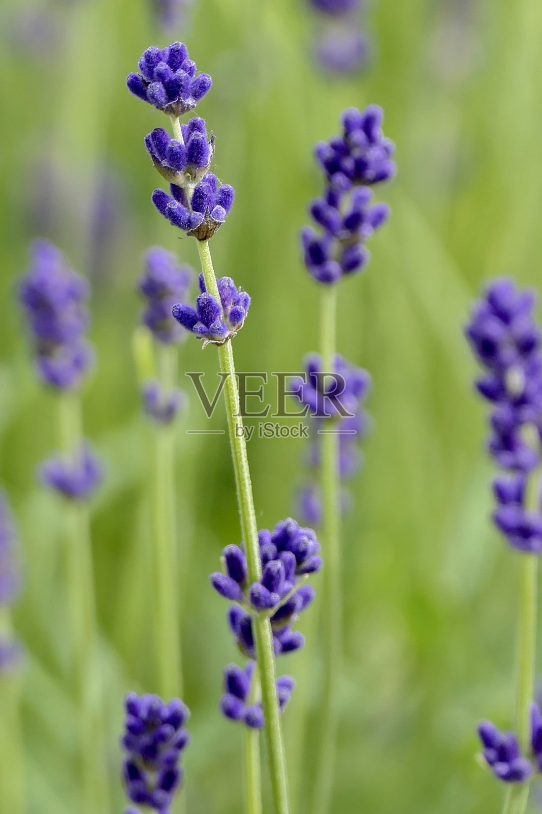 薰衣草在新鲜的绿色植物前。照片摄影图片