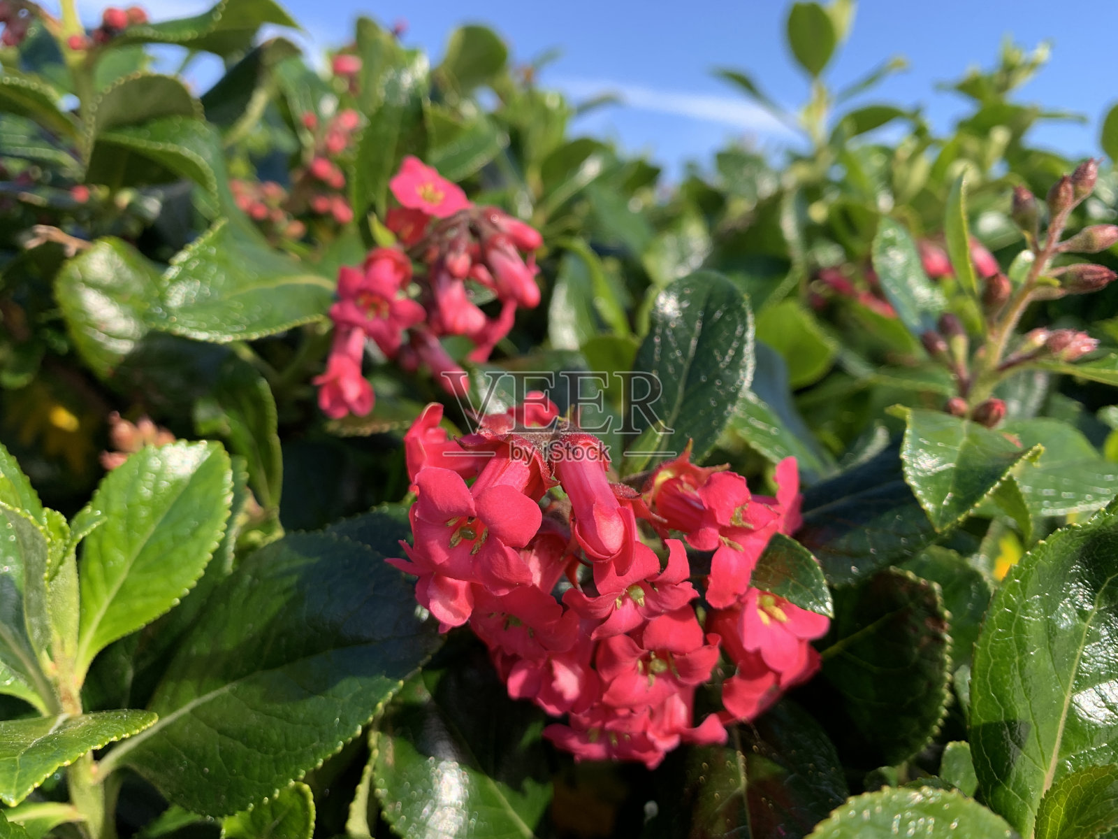 近距离看深红色的花，蓝色的天空为背景照片摄影图片