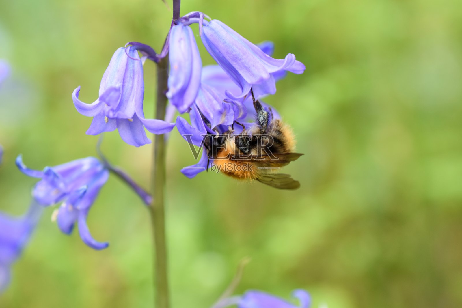 风信子里的大黄蜂照片摄影图片