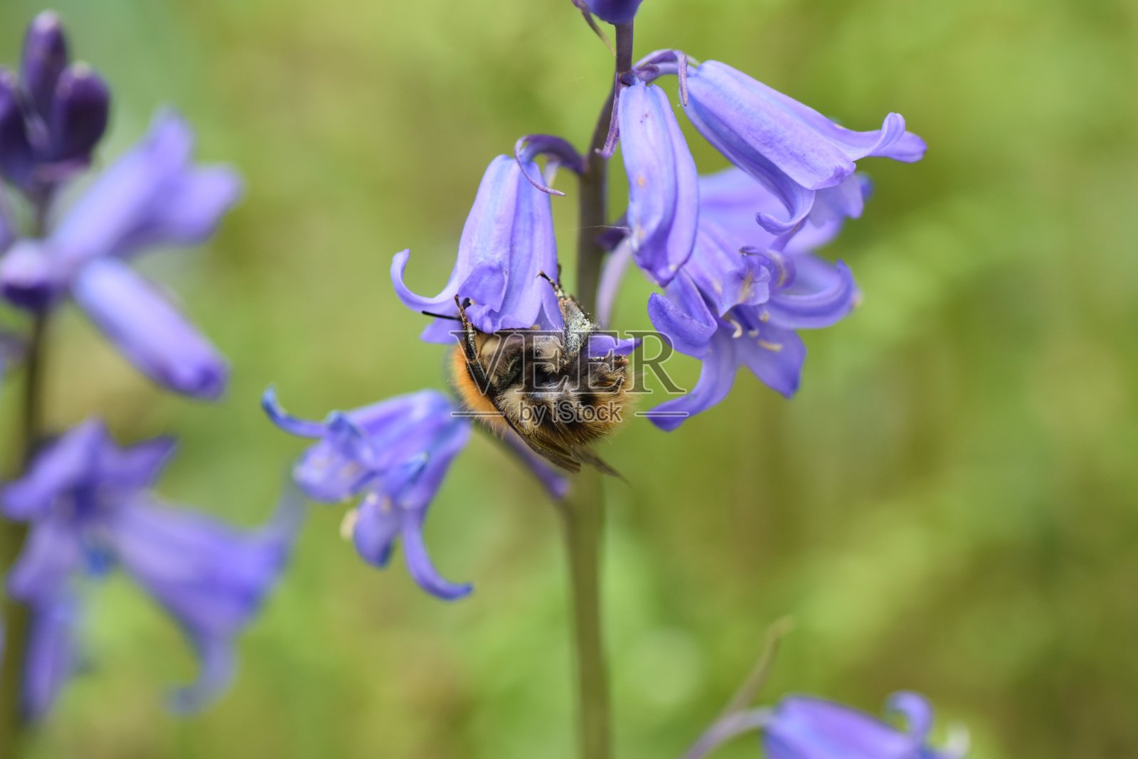 风信子里的大黄蜂照片摄影图片