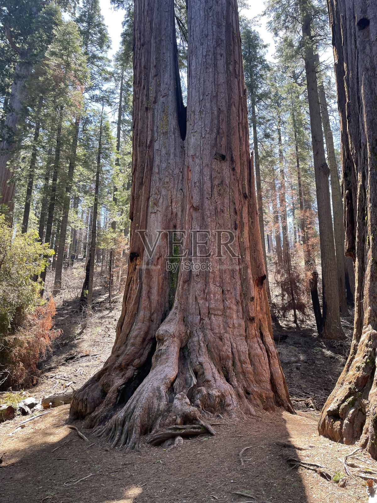 大树照片摄影图片