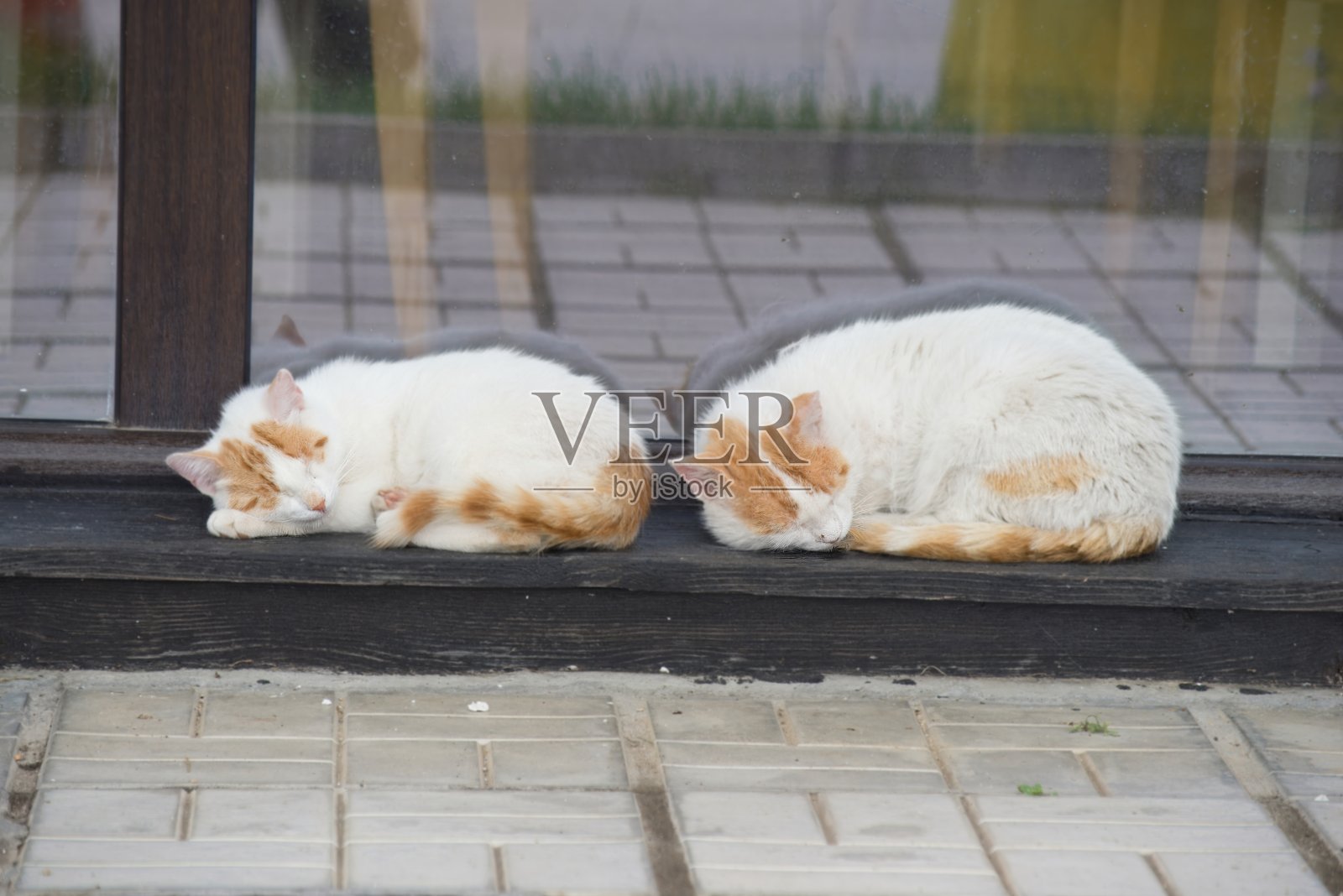 保加利亚熟睡的印花布猫照片摄影图片