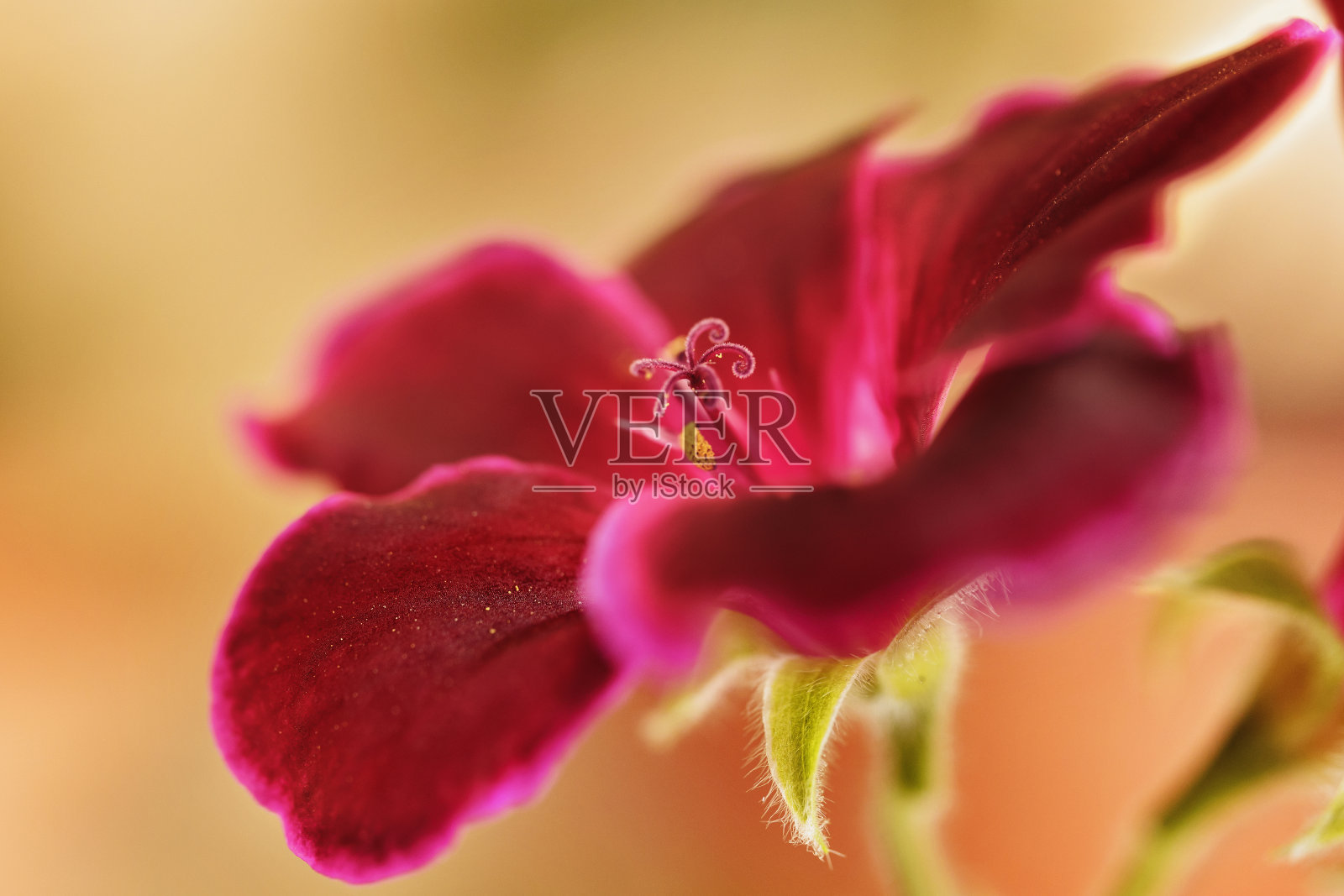 天竺葵红色的花照片摄影图片