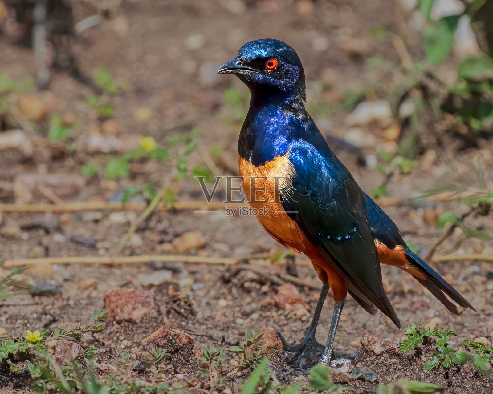 希尔德勃兰特的《星城》照片摄影图片