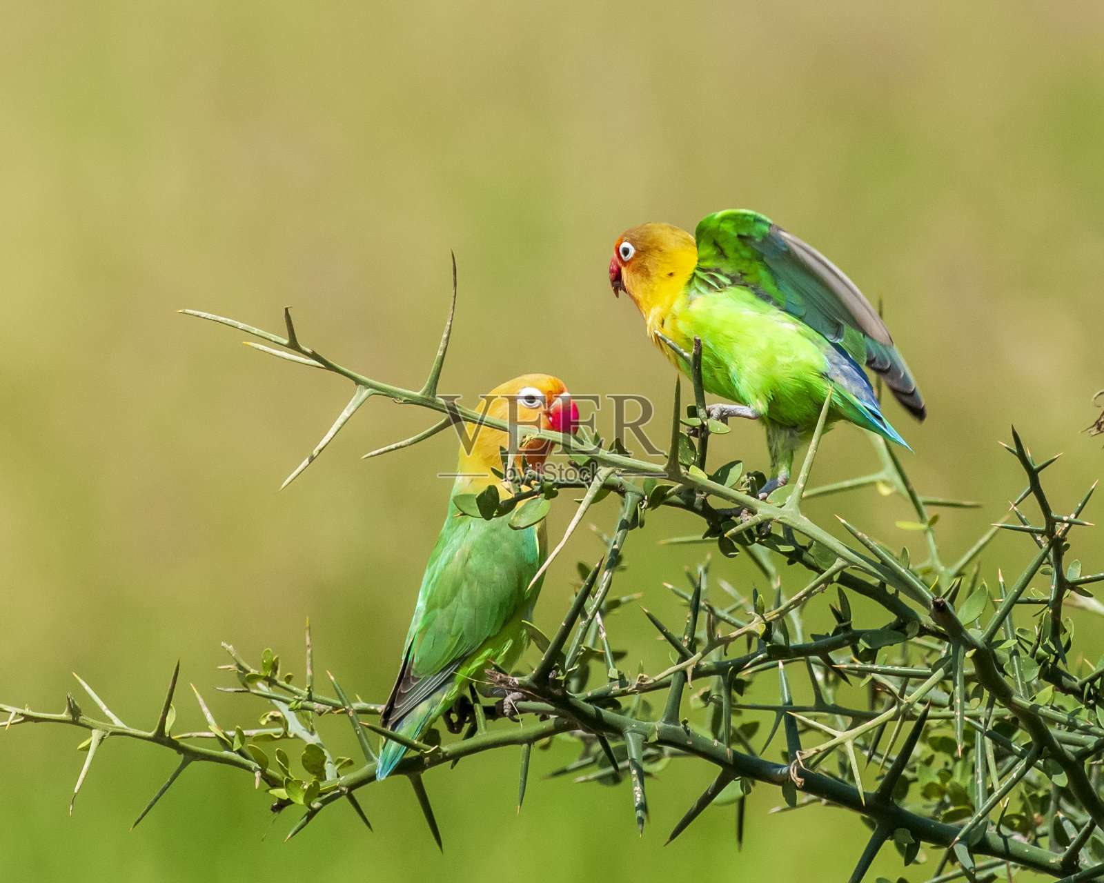 费舍尔的爱情鸟互动照片摄影图片
