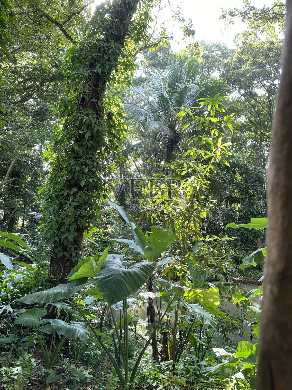印度尼西亚的森林里有各种各样的树木照片摄影图片