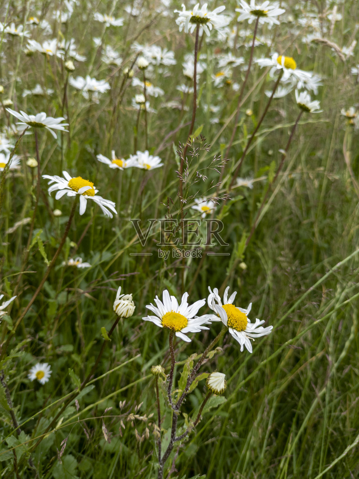爱丁堡利斯的牛眼雏菊照片摄影图片