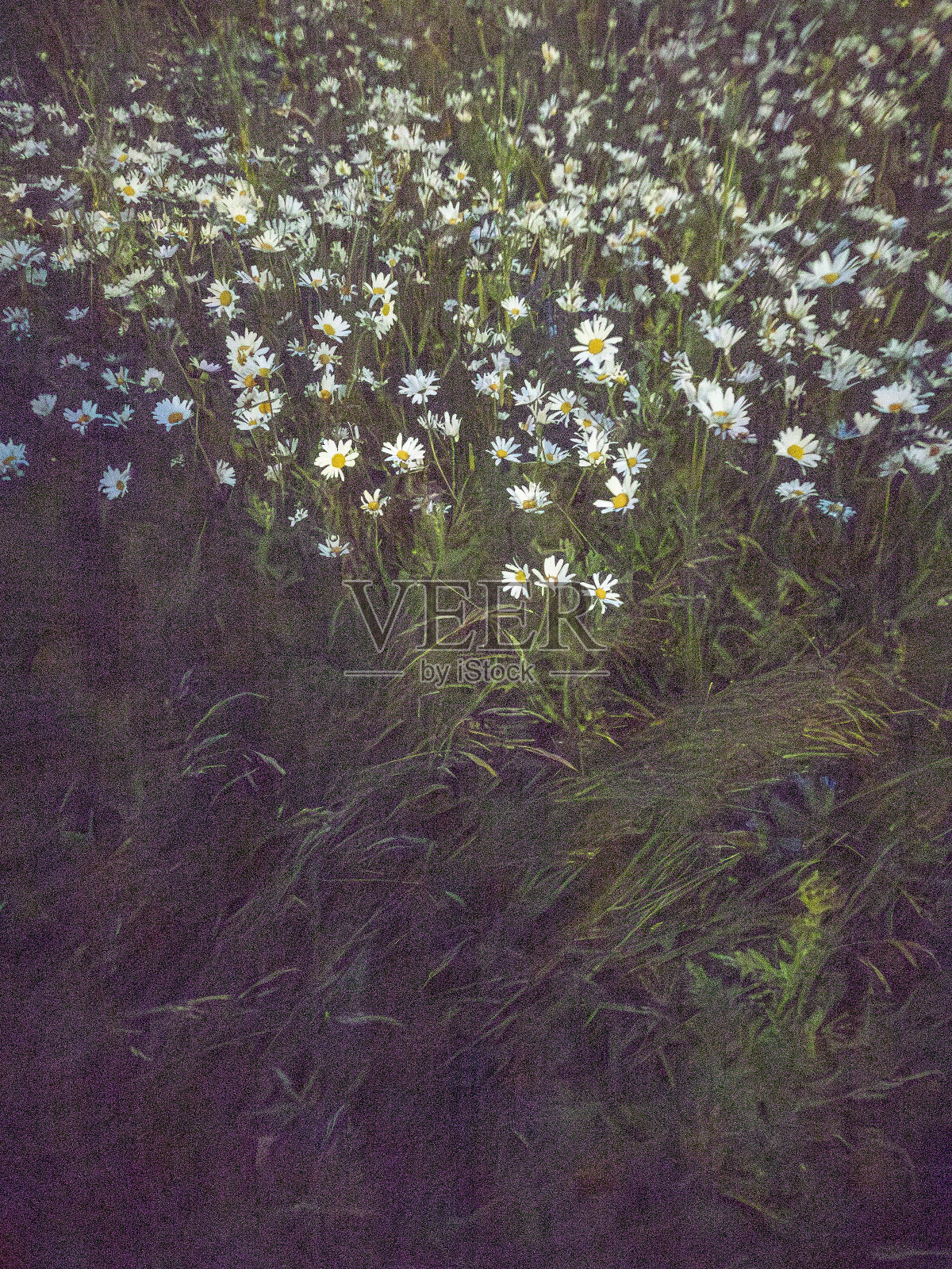 爱丁堡利斯的牛眼雏菊照片摄影图片