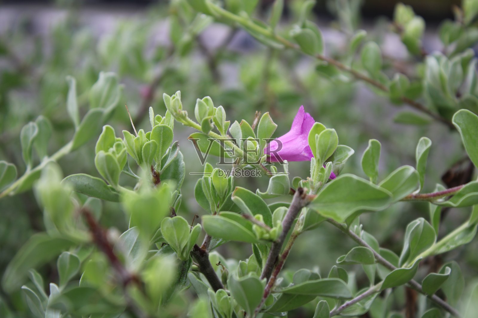 郁郁葱葱的花园里一朵粉红色的花照片摄影图片