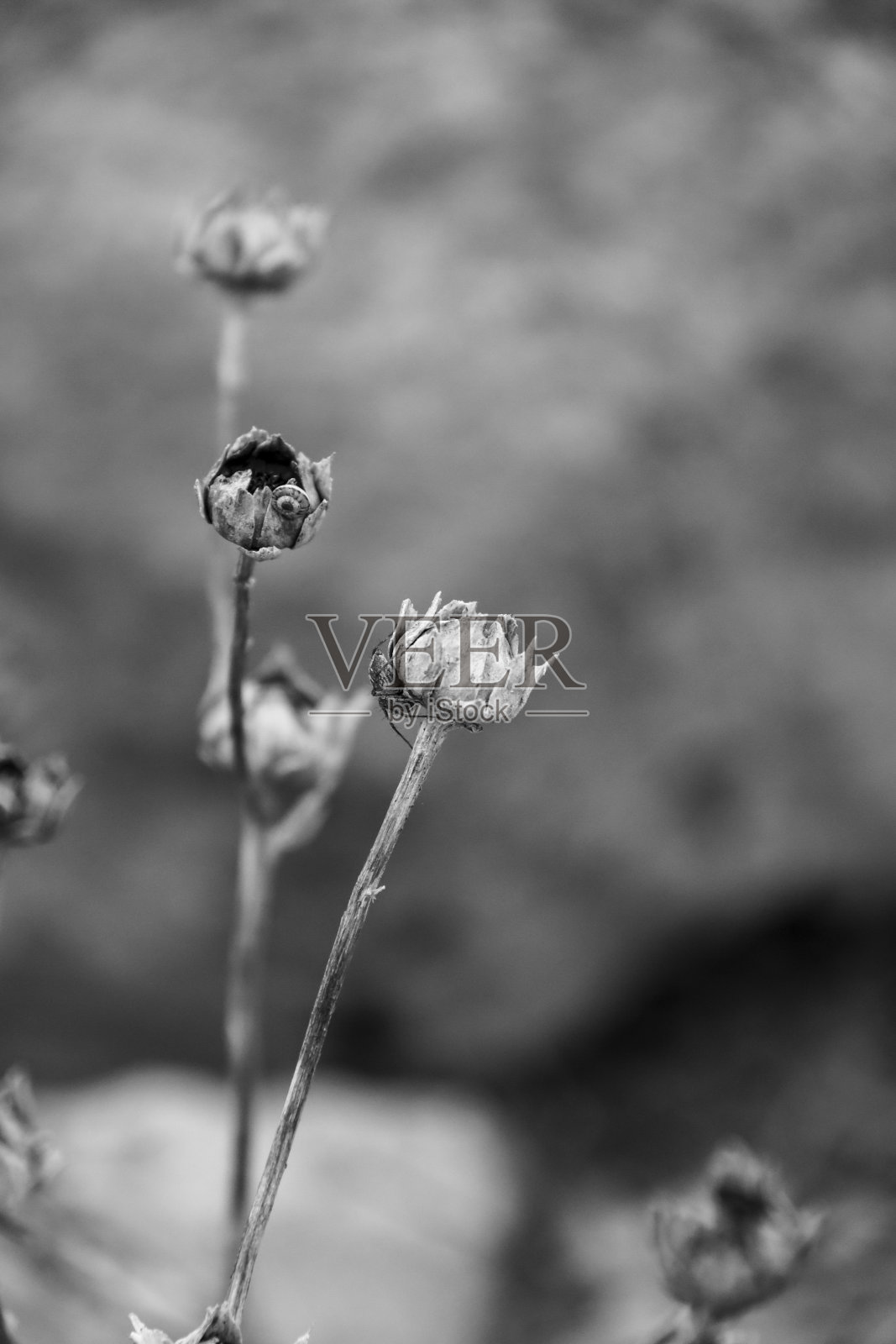 干蓟花在山上照片摄影图片