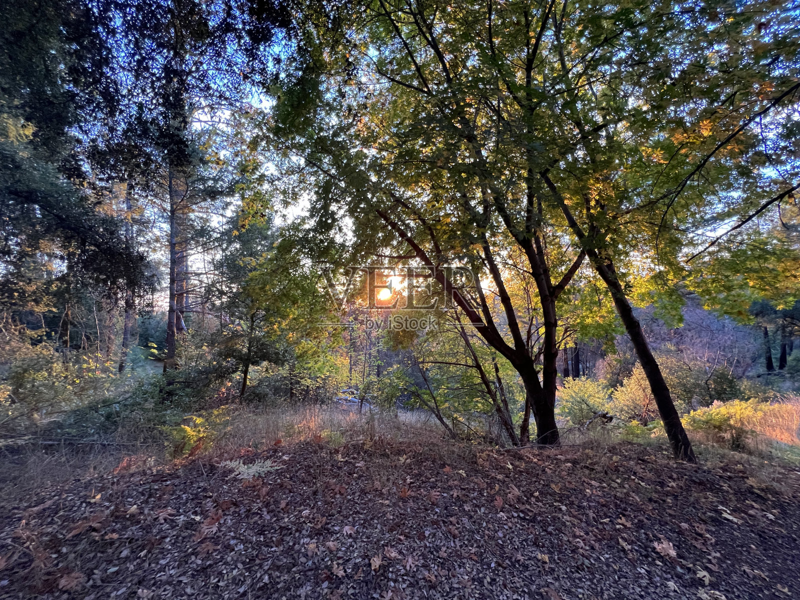 胡德山地区公园，索诺玛县，加利福尼亚州照片摄影图片