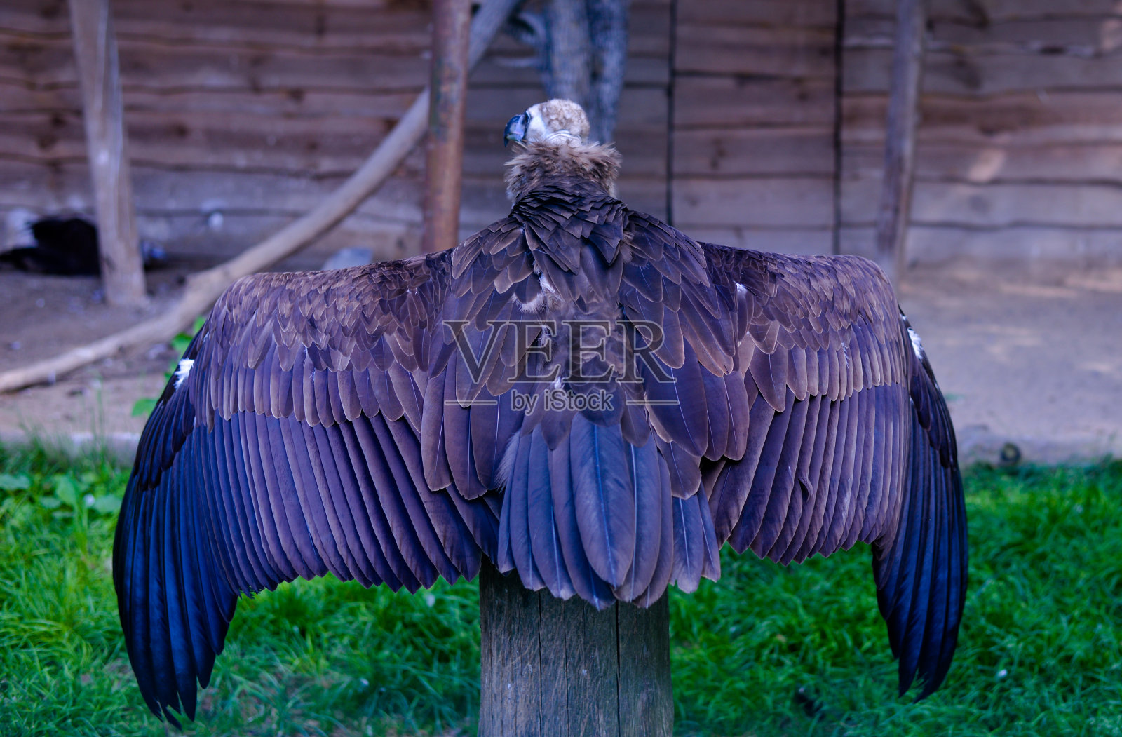 鸟照片摄影图片