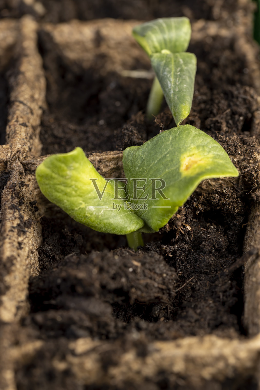 南瓜和西瓜的第一批芽在纸盆里照片摄影图片
