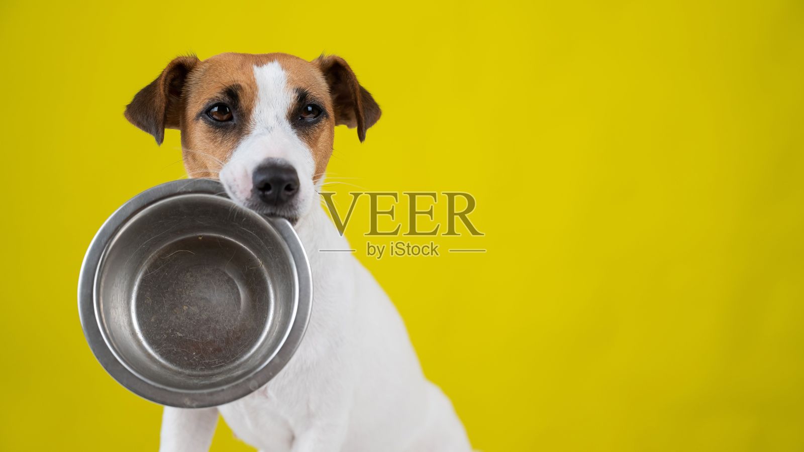 饥饿的杰克罗素梗拿着一个空碗在黄色背景。狗要吃的。照片摄影图片