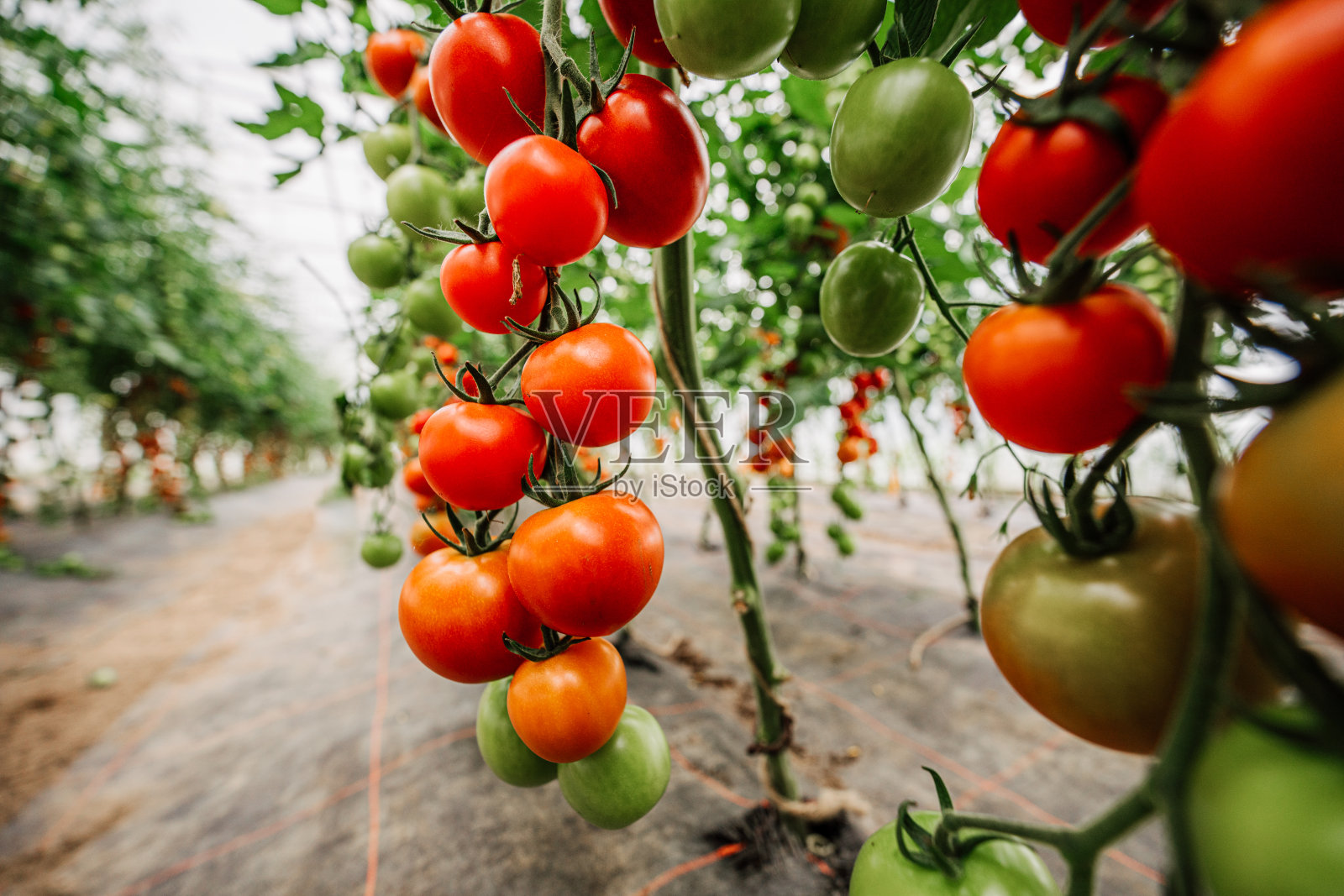 有机温室里的植物上长着许多美味、新鲜的红番茄和绿番茄照片摄影图片