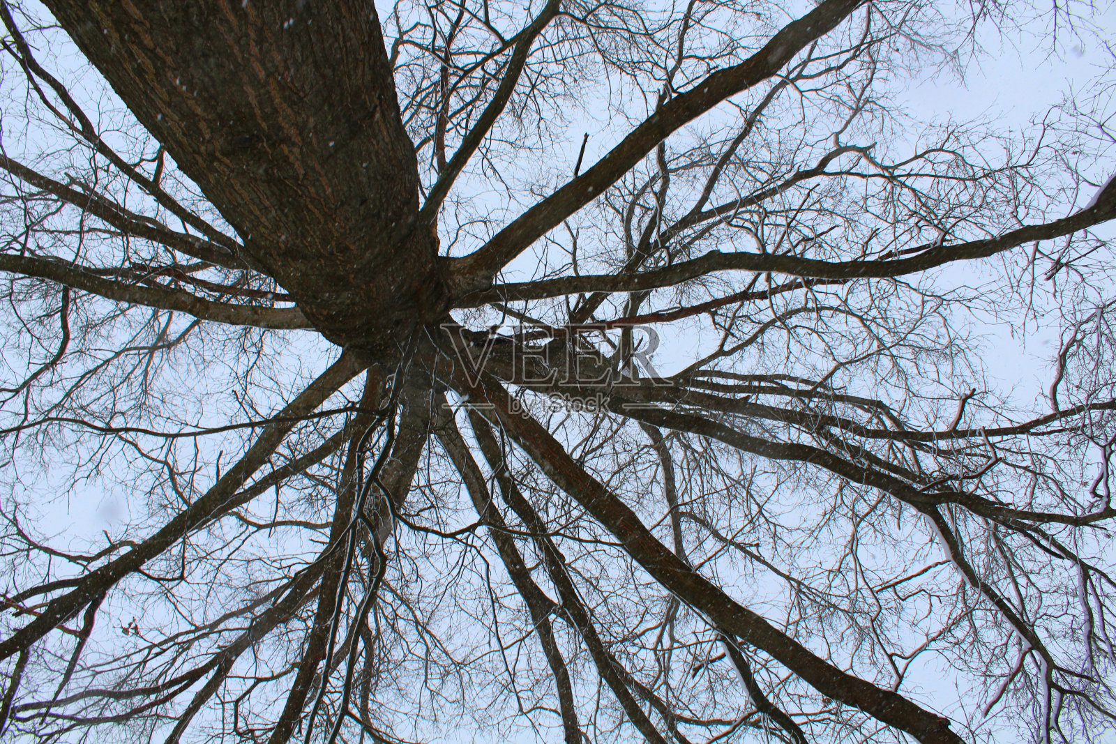 雪白的树枝照片摄影图片