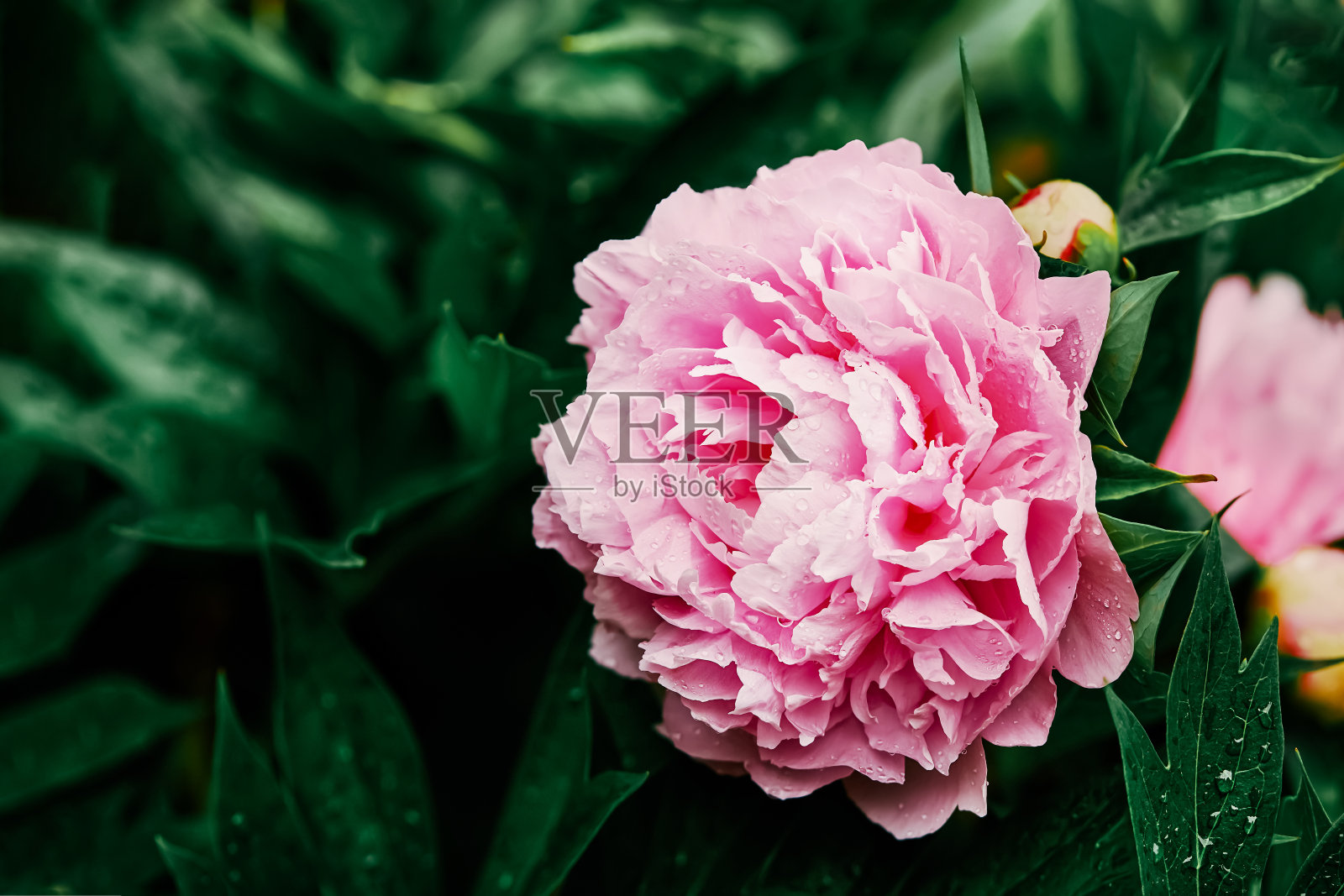 花园里一朵粉红色的牡丹花。本空间照片摄影图片