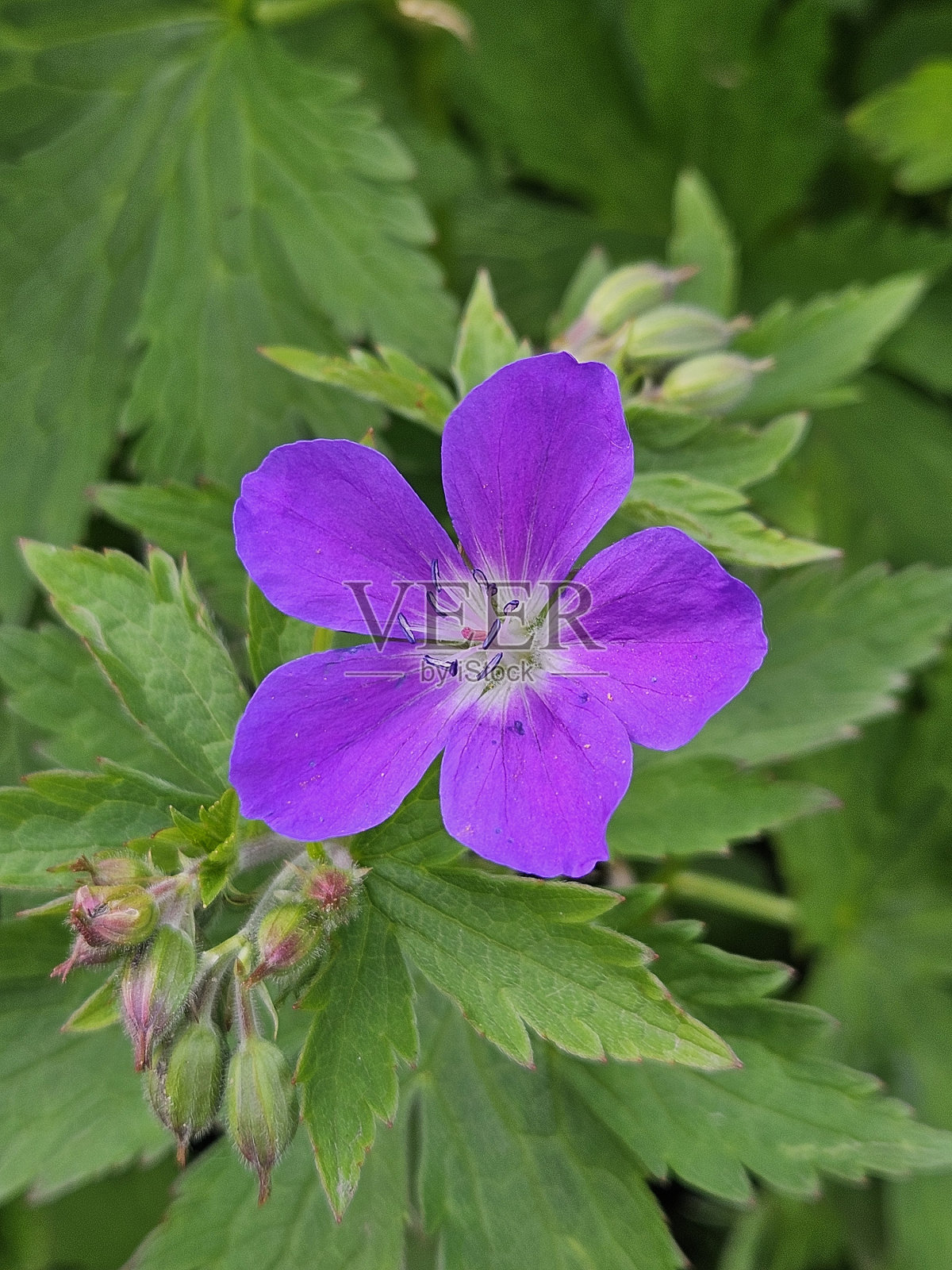 单瓣紫色天竺葵(罗赞)花特写照片摄影图片