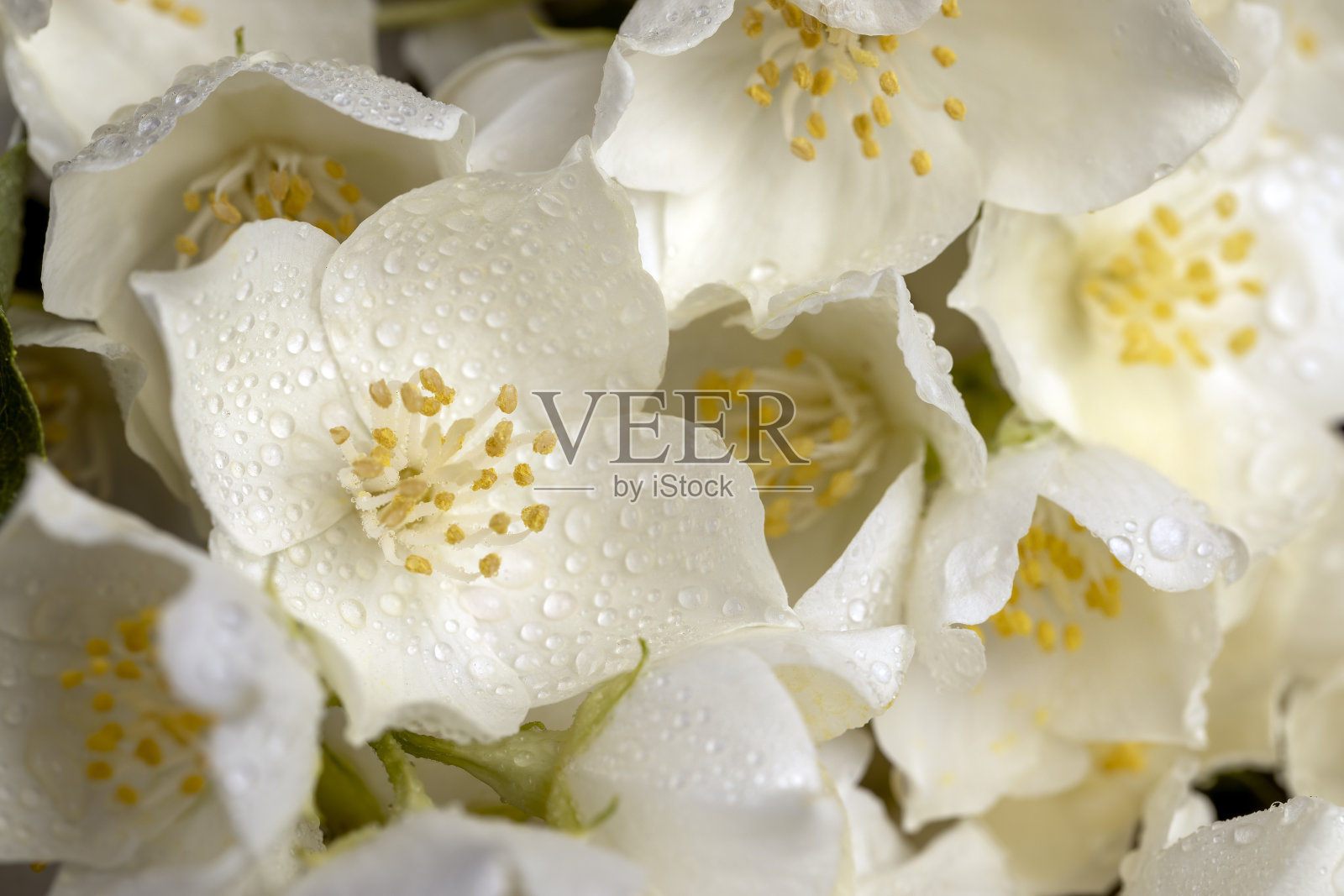 春天里洁白的茉莉花照片摄影图片