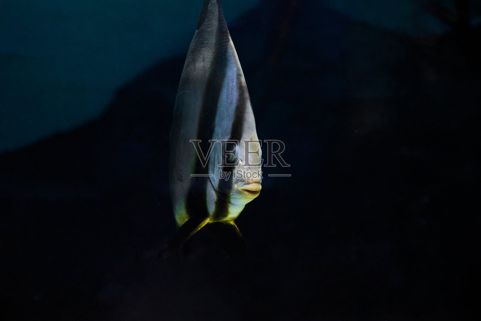 热带海洋中水下的蝙蝠鱼照片摄影图片