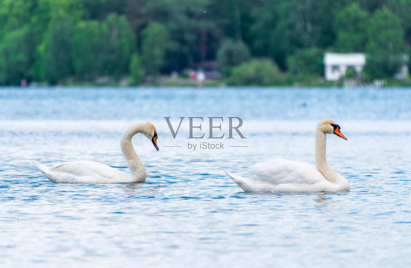 两只优雅的白天鹅在湖里游泳，在野外的天鹅照片摄影图片