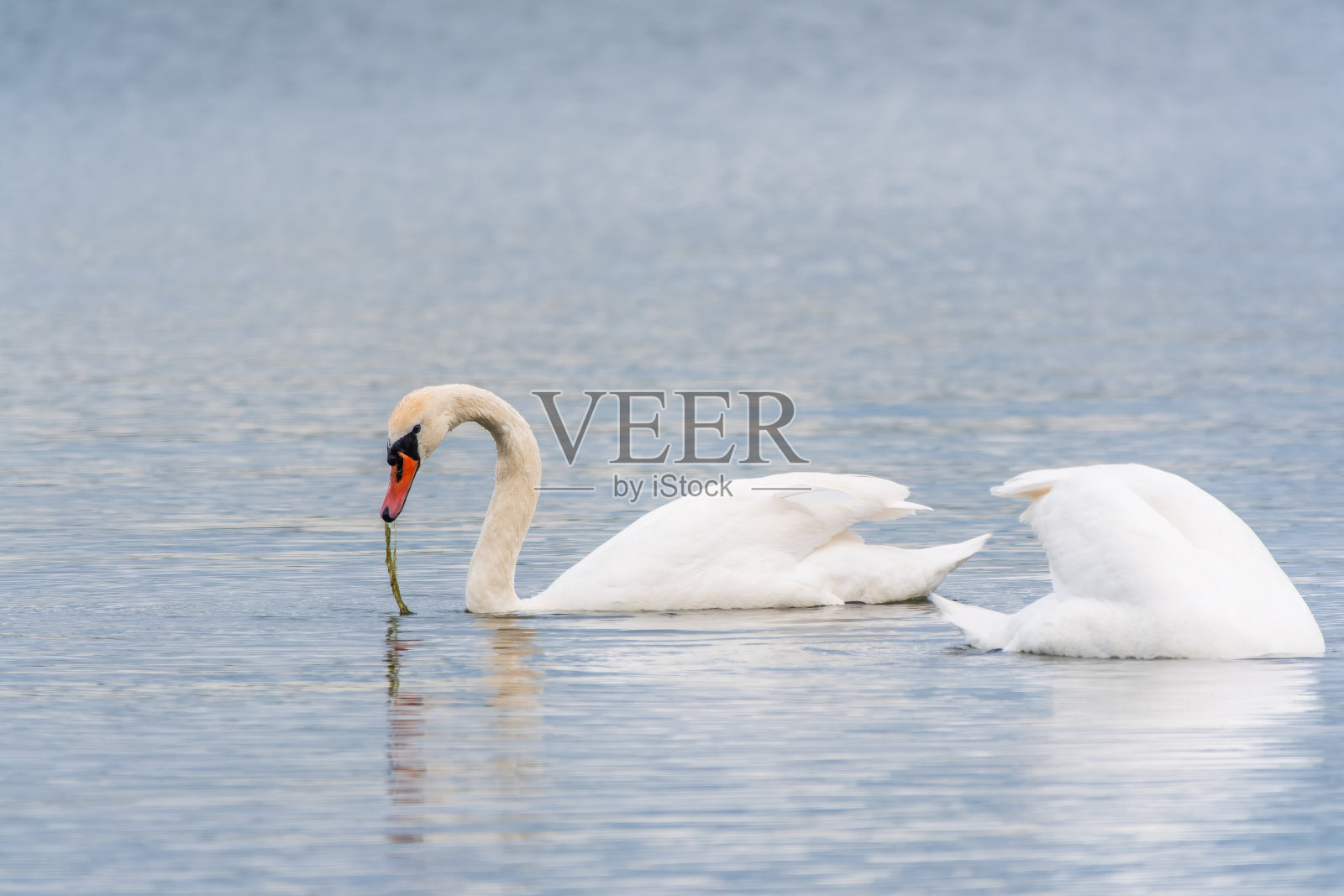 两只优雅的白天鹅在湖里游泳，在野外的天鹅照片摄影图片